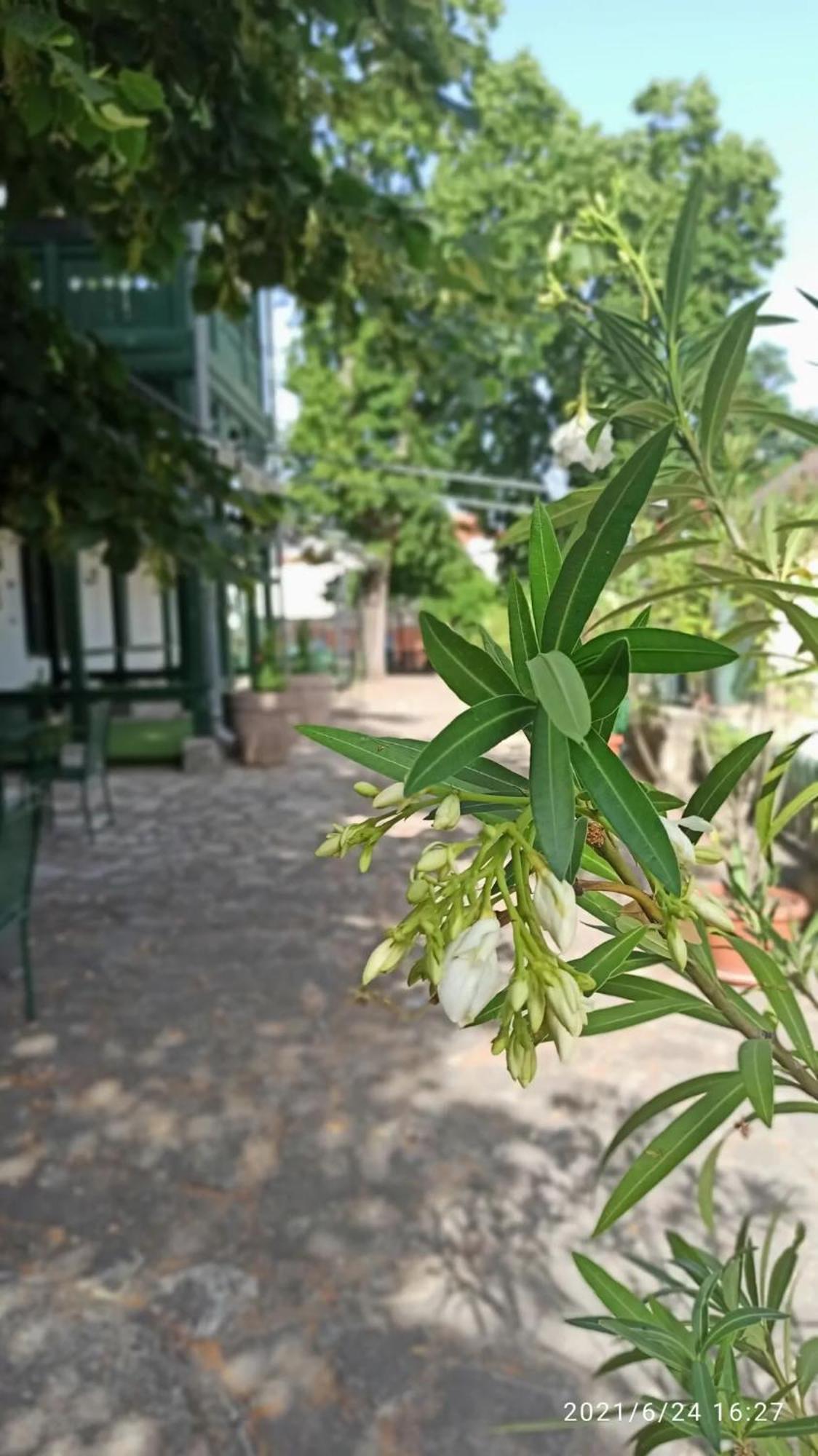 Bed and Breakfast Svajci Lak Panzio Nyíregyháza Zewnętrze zdjęcie